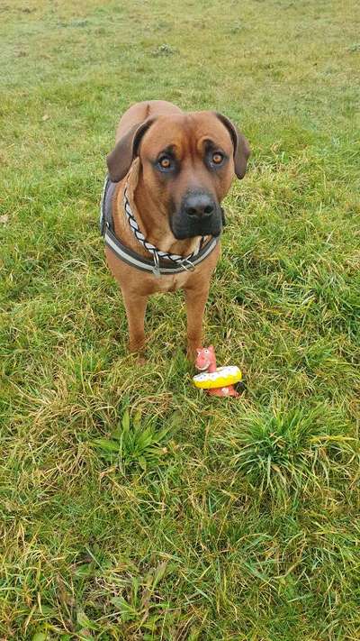 Rhodesian Ridgeback-Beitrag-Bild