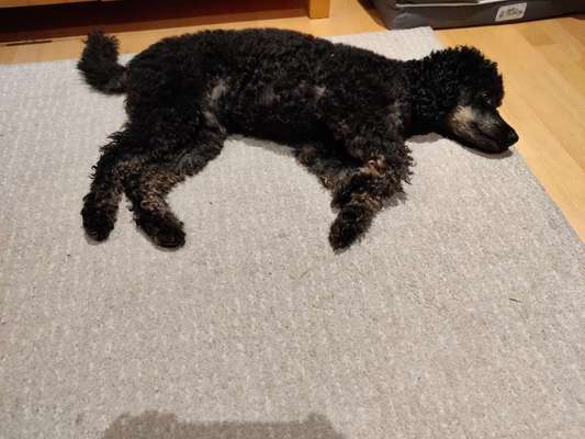 Den richtigen Welpen und Rasse finden-Beitrag-Bild