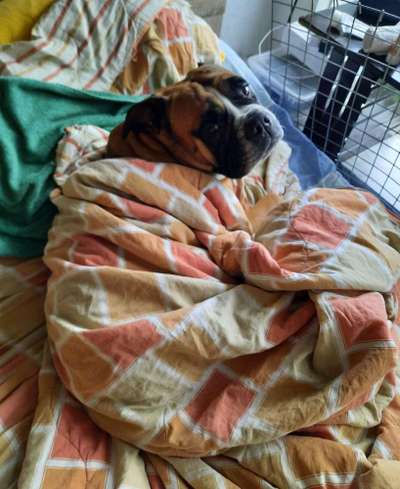 Wie heißt dein Hund?-Beitrag-Bild