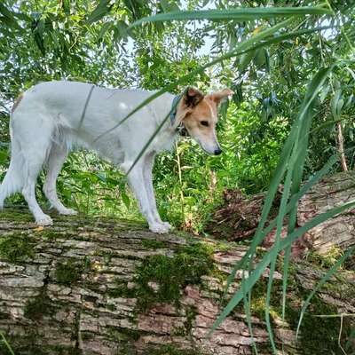 Hundetreffen-Silken Windsprites gesucht-Bild