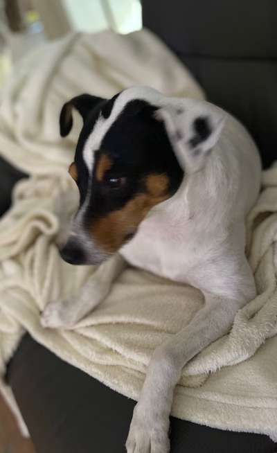 Ratonero Bodeguero Andaluz-Beitrag-Bild