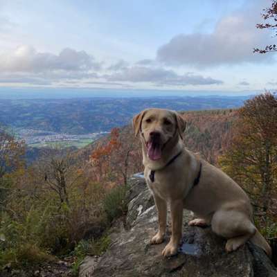 Hundetreffen-Lehener Berg Gassi-/Spielrunde-Bild