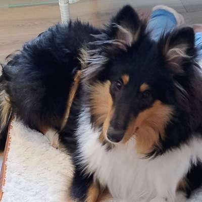 Hundetreffen-Hundetreff mit freiem Auslauf möglich