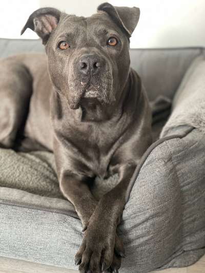 American Stafford Besitzer-Beitrag-Bild