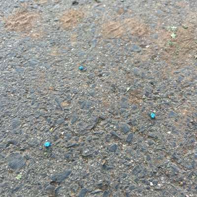 Giftköder-Blaue Kügelchen auf dem Boden verteilt-Bild