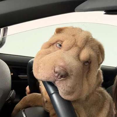 aktuelles Foto Gruppe Shar Pei