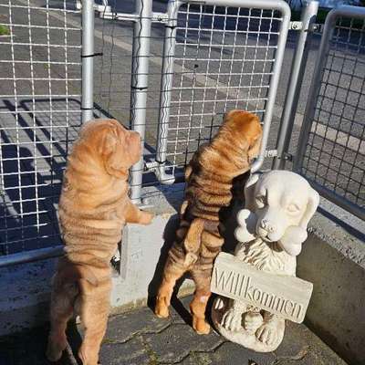 Hundetreffen-Spieltreffen Sozialisierung-Bild