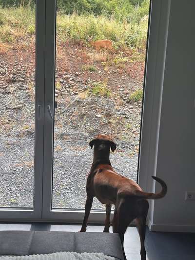 Hundetreffen-Spielrunde-Bild