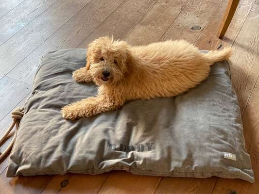 Goldendoodle?-Beitrag-Bild