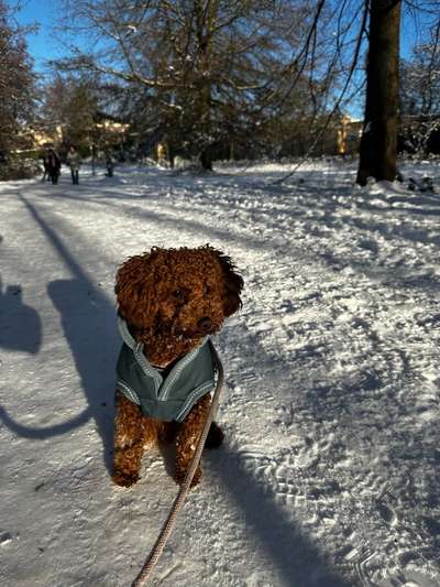 Hundetreffen-Gassi-/Spielrunde-Bild