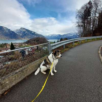 Hundetreffen-Spazieren gehen , spielen-Bild