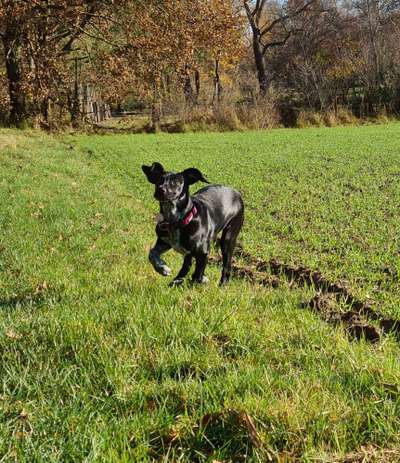 Zeigt eure verrücktesten Hundebilder-Beitrag-Bild