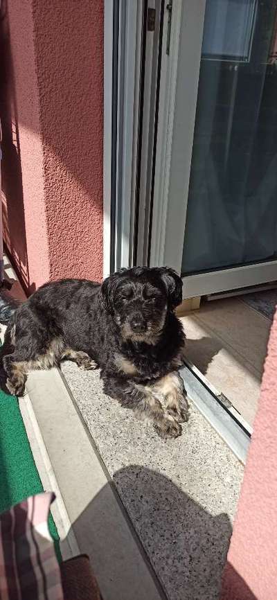 Mischlingshunde Foto Aufruf-Beitrag-Bild