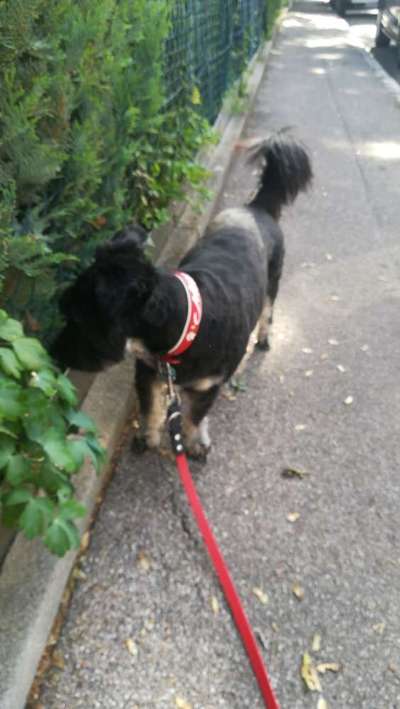 Tierschutzhund ist meine Lieblingsrasse-Beitrag-Bild