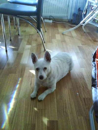 Tierschutzhund ist meine Lieblingsrasse-Beitrag-Bild