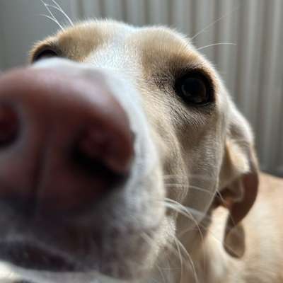 Hundetreffen-Suchen neue Hundefreunde für entspanntes Spazierengehen und Spielen 🫶🏻-Bild