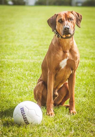 Rhodesian Ridgeback-Beitrag-Bild