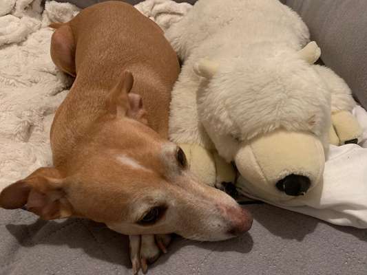 Hund aus dem Spanischen Tierschutz-Beitrag-Bild