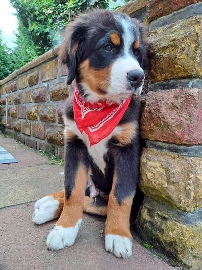 Berner Sennen-Beitrag-Bild