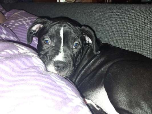 Welpenfotos-Beitrag-Bild