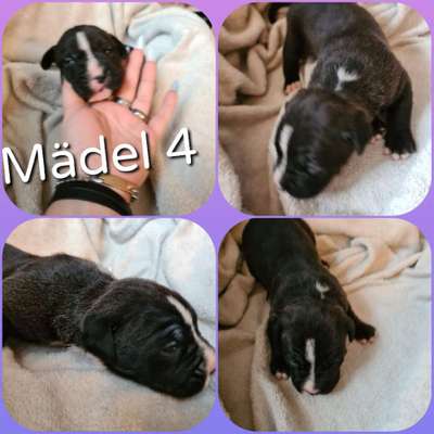 Welpenfotos-Beitrag-Bild