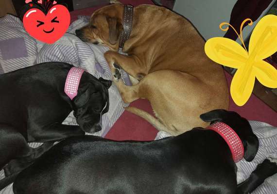 Hunde im Bett-Beitrag-Bild