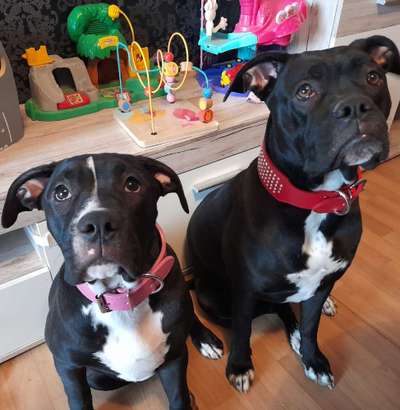 Olde English Bulldogge-Beitrag-Bild