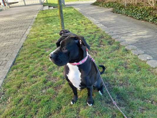 Wie heißt dein Hund?-Beitrag-Bild