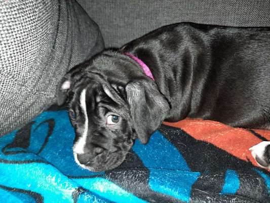 Welpen Bilder !-Beitrag-Bild