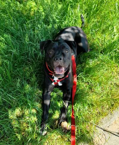 Welpenfotos-Beitrag-Bild