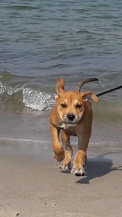 Welpen Bilder !-Beitrag-Bild