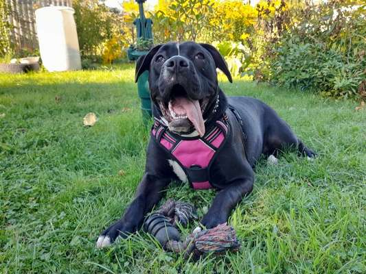 Fotochallenge Nr. 59 - Mein Hund zeigt die Zunge-Beitrag-Bild