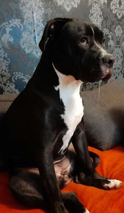 Zeigt her eure Junghunde :)-Beitrag-Bild