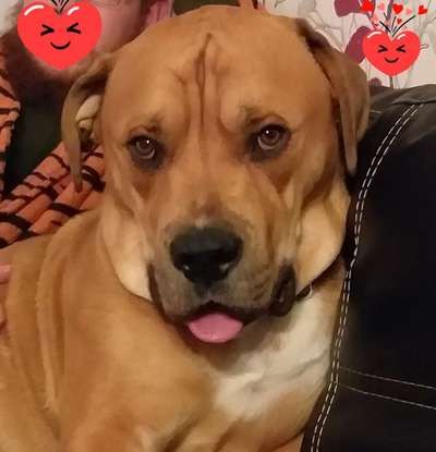 Fotochallenge Nr. 59 - Mein Hund zeigt die Zunge-Beitrag-Bild