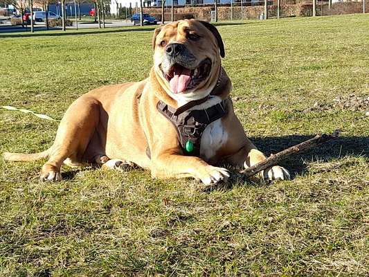 Wie heißt dein Hund?-Beitrag-Bild