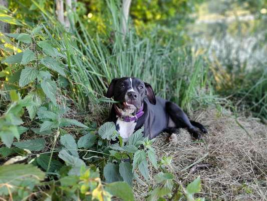 Welpenfotos-Beitrag-Bild