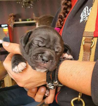 Welpen Bilder !-Beitrag-Bild