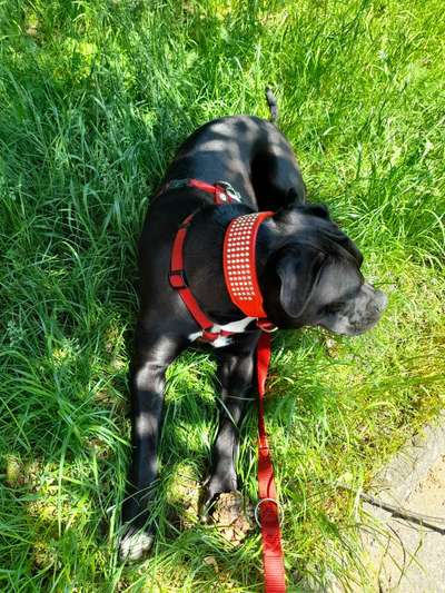 Wie findet ihr die Julius-K9 Geschirre?-Beitrag-Bild