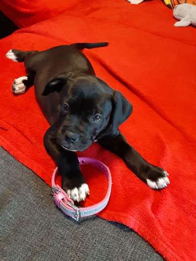 Welpenfotos-Beitrag-Bild