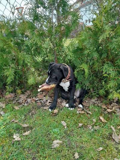 Die Dogorama Monats Challenge "Es grünt und blüht"-Beitrag-Bild