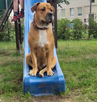 Wie groß waren eure welpen ?-Beitrag-Bild