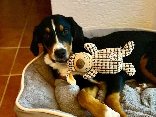 Der Lieblingsplüschi eures Vierbeiners-Beitrag-Bild