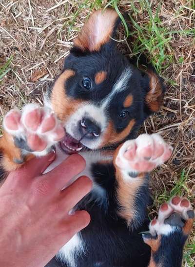 Dogorama Photo Challenge - Hundeblick zum hinschmelzen-Beitrag-Bild