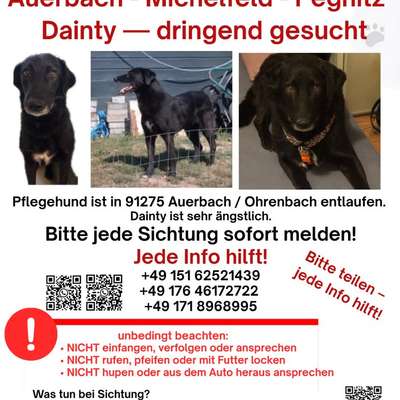 Suchmeldung-Dainty-Bild