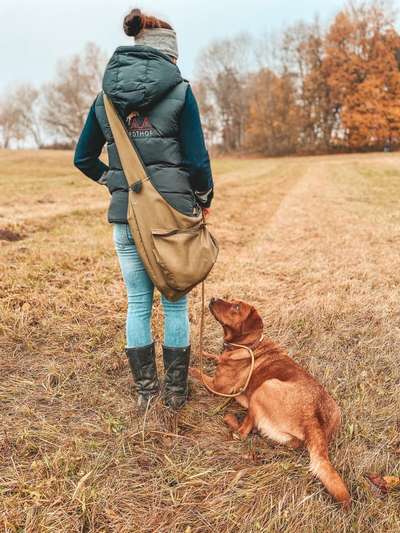 Hundetreffen-Gemeinsames Gassigehen-Bild