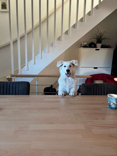 Weisse Schäferhunde-Beitrag-Bild