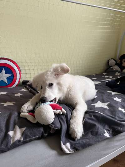 Weisse Schäferhunde-Beitrag-Bild