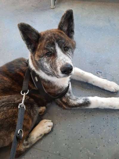 Seltene Rassen!-Beitrag-Bild