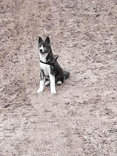 Seltene Rassen!-Beitrag-Bild