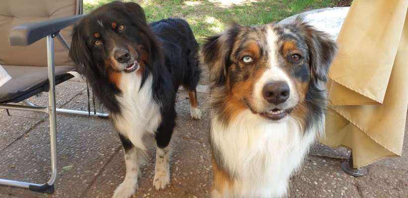 Die Dogorama Kalender Challenge Titelbild-Beitrag-Bild